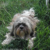 Photo de Shih tzu