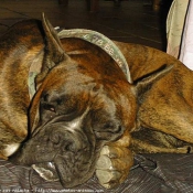 Photo de Boxer