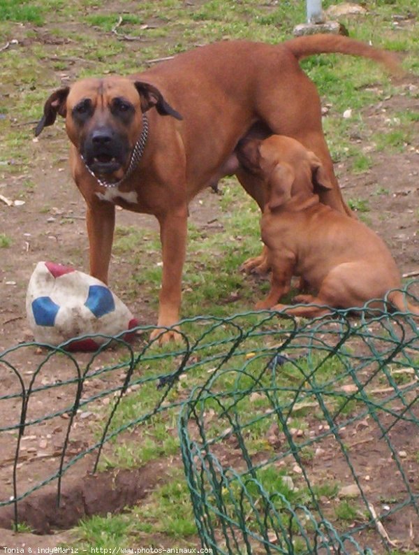 Photo d'American staffordshire terrier