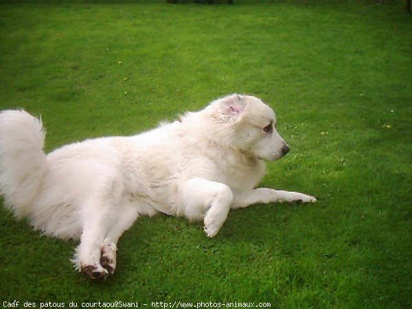 Photo de Chien de montagne des pyrnes