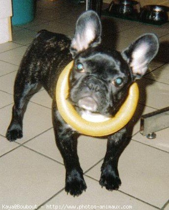 Photo de Bouledogue franais