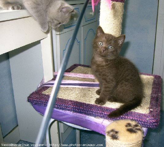 Photo de British shorthair