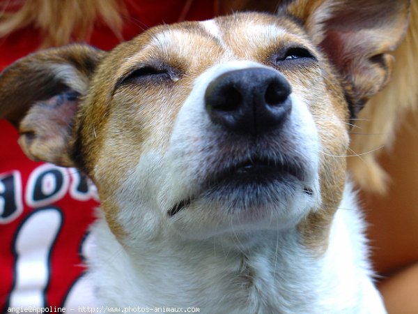 Photo de Jack russell terrier