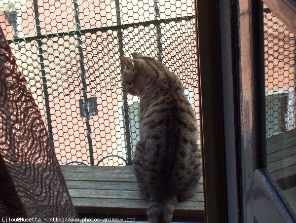 Photo de Croisement