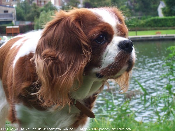 Photo de Cavalier king charles spaniel