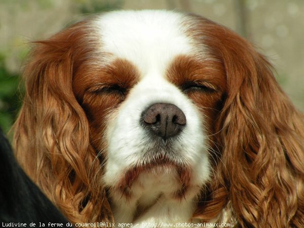 Photo de Cavalier king charles spaniel