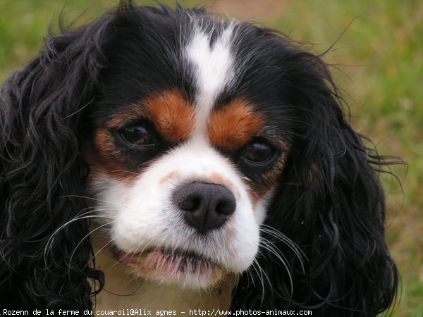 Photo de Cavalier king charles spaniel