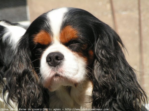 Photo de Cavalier king charles spaniel