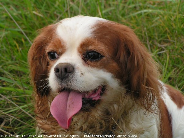 Photo de Cavalier king charles spaniel