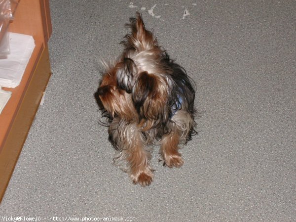 Photo de Yorkshire terrier