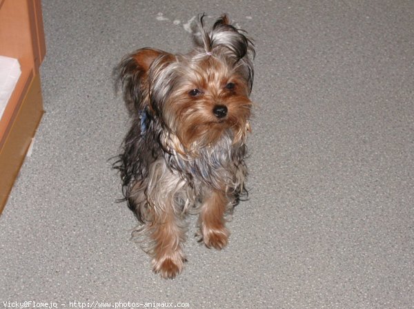 Photo de Yorkshire terrier