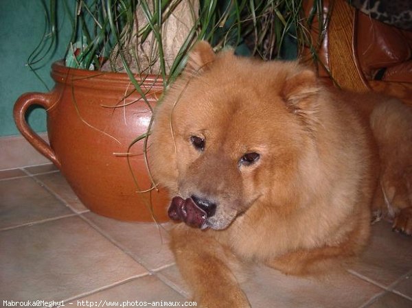 Photo de Chow chow