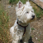 Photo de West highland white terrier