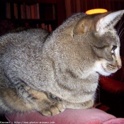 Photo d'Ocicat