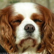 Photo de Cavalier king charles spaniel