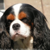 Photo de Cavalier king charles spaniel