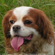 Photo de Cavalier king charles spaniel