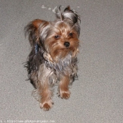 Photo de Yorkshire terrier