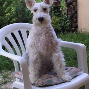 Photo de Fox terrier  poil dur