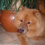 Photo de Chow chow