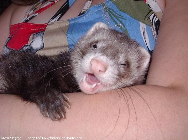 Photo de Furet