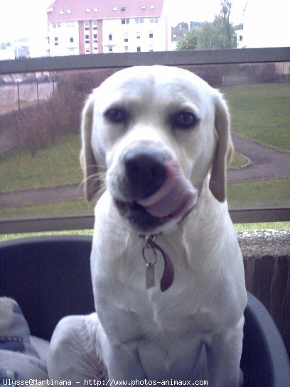 Photo de Labrador retriever