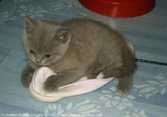 Photo de British shorthair