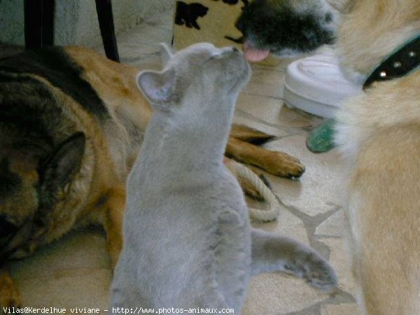 Photo de British shorthair