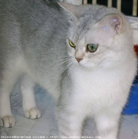 Photo de British shorthair