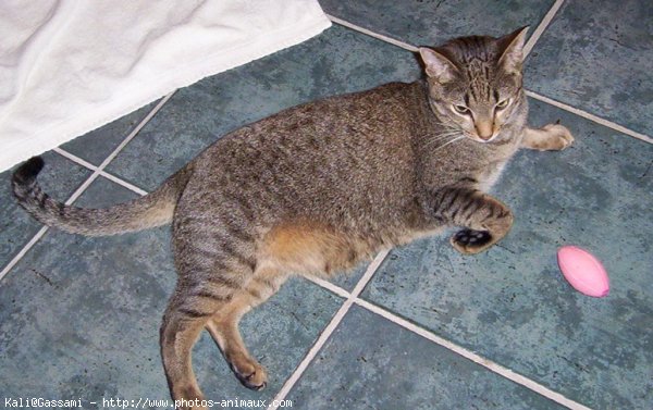 Photo d'Ocicat