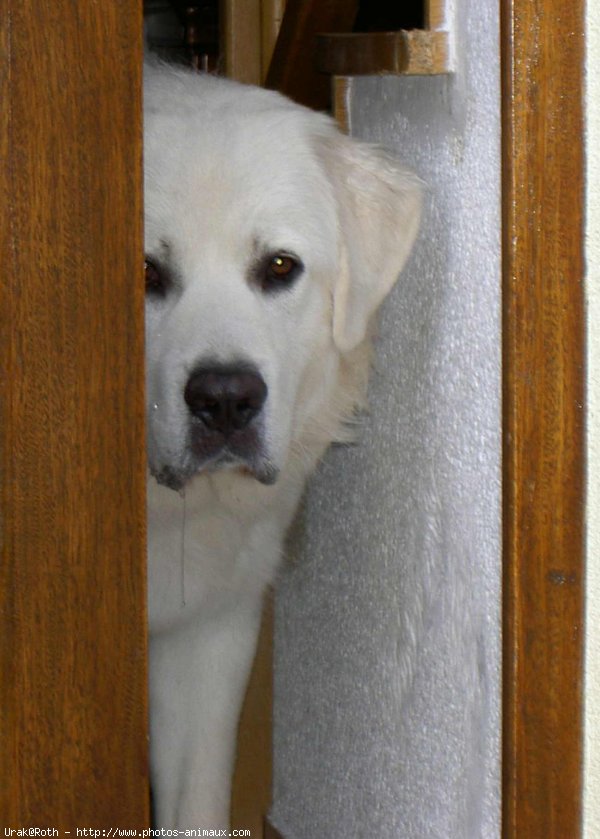 Photo de Chien de berger des tatras