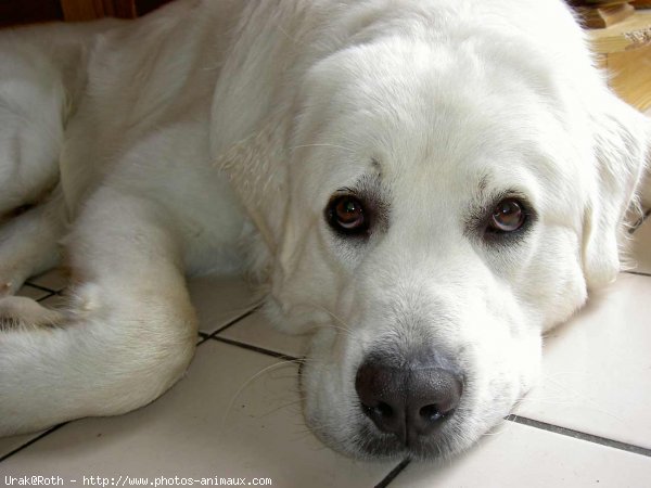 Photo de Chien de berger des tatras