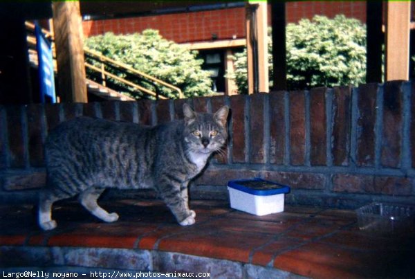 Photo de Chat domestique