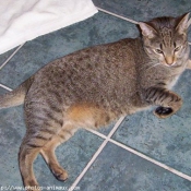 Photo d'Ocicat