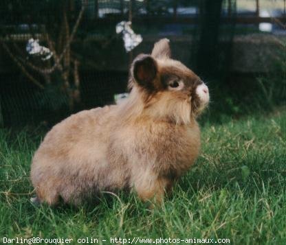 Photo de Lapin