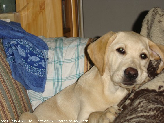 Photo de Labrador retriever