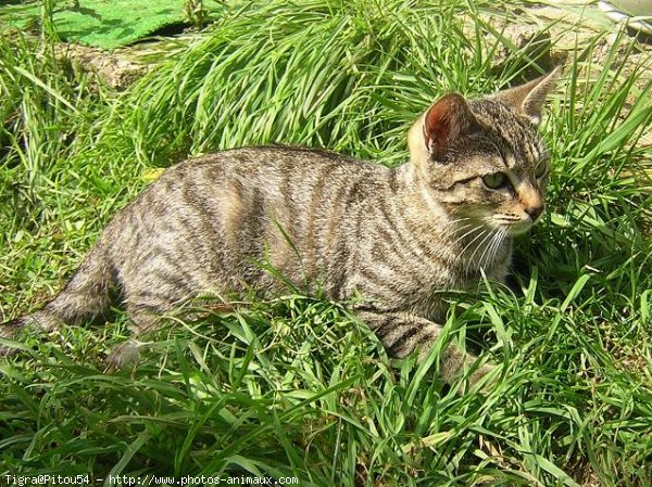 Photo de Chat domestique