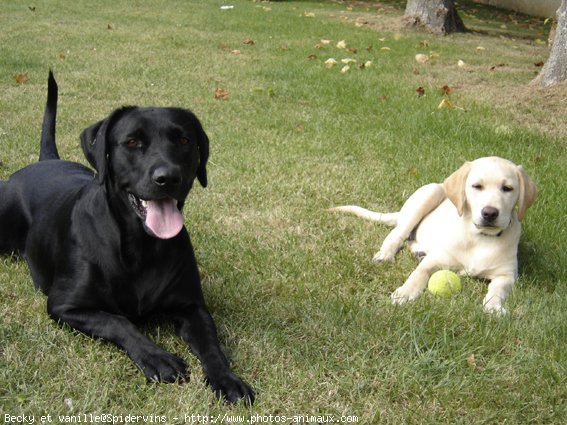 Photo de Labrador retriever