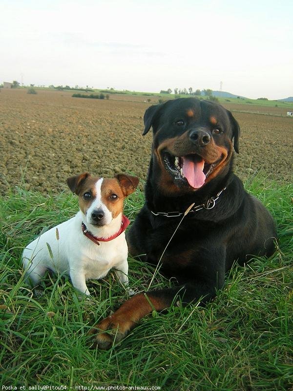 Photo de Rottweiler