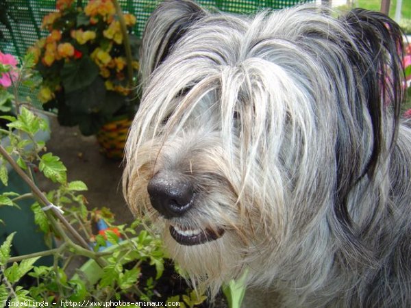 Photo de Chien de berger des pyrenes  poil long