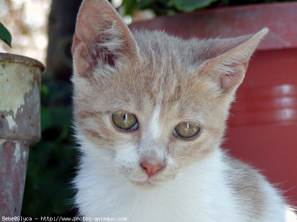 Photo de Chat domestique