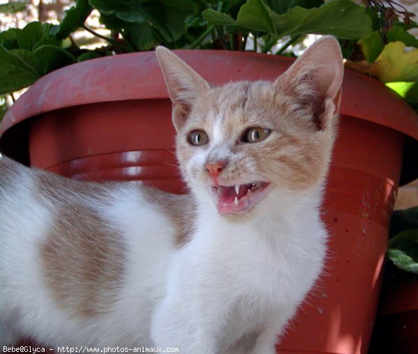 Photo de Chat domestique