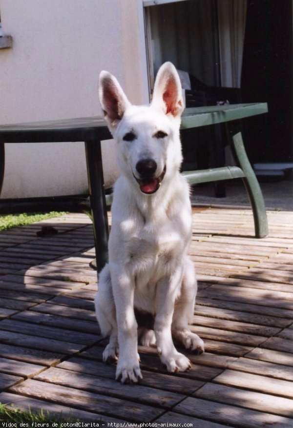 Photo de Berger blanc suisse