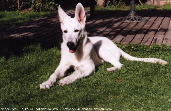 Photo de Berger blanc suisse