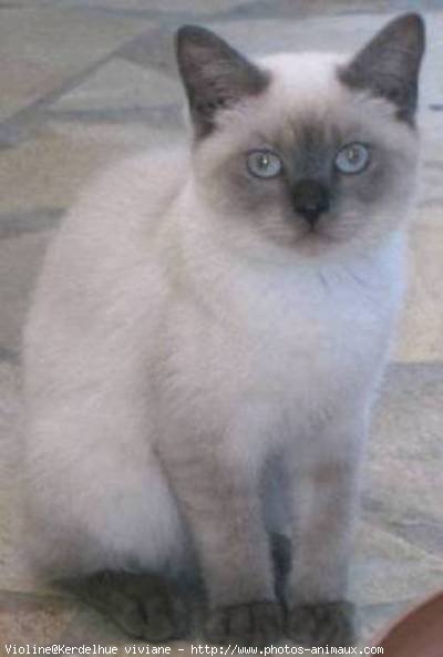 Photo de British shorthair