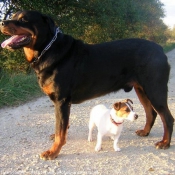 Photo de Rottweiler