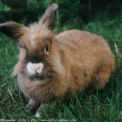 Photo de Lapin