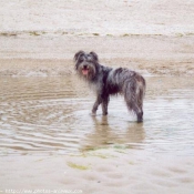 Photo de Chien de berger des pyrenes  poil long