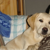 Photo de Labrador retriever