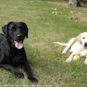 Photo de Labrador retriever